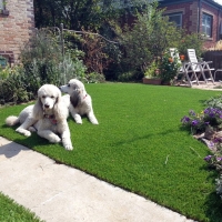 Artificial Lawn Sugar City, Colorado Roof Top, Dogs Runs