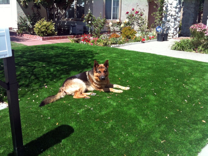 Artificial Lawn Haxtun, Colorado Dog Pound, Dog Kennels