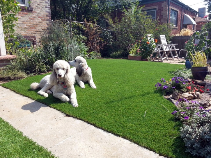 Artificial Lawn Sugar City, Colorado Roof Top, Dogs Runs