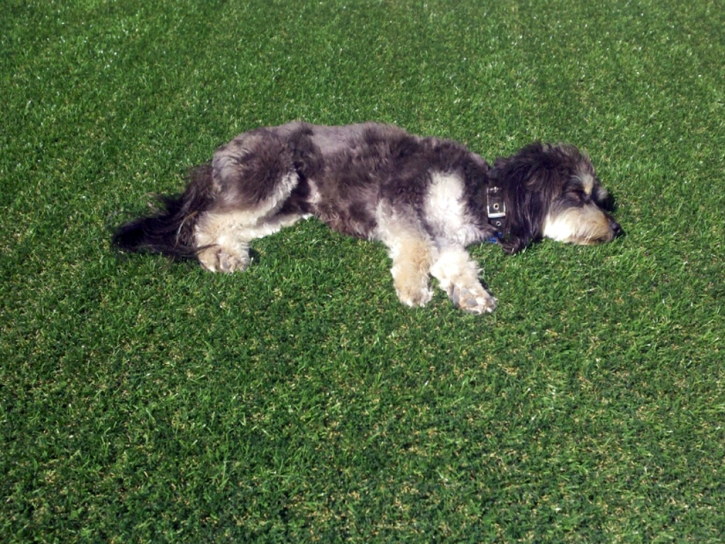 Artificial Turf Installation Longmont, Colorado Landscape Design, Dogs Runs