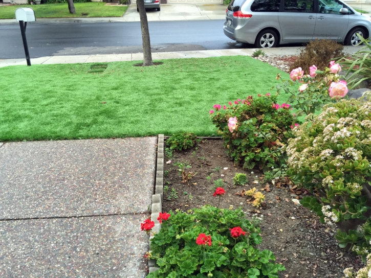 Turf Grass Ponderosa Park, Colorado Cat Playground, Front Yard Landscaping Ideas